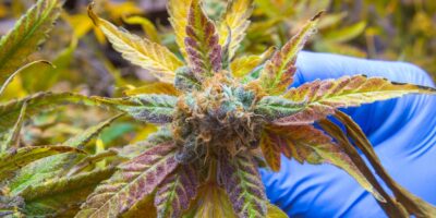A Closeup View Of A Cannabis Plant Being Harvested To Be Used For Health Benefits In The Medical Marijuana Industry.