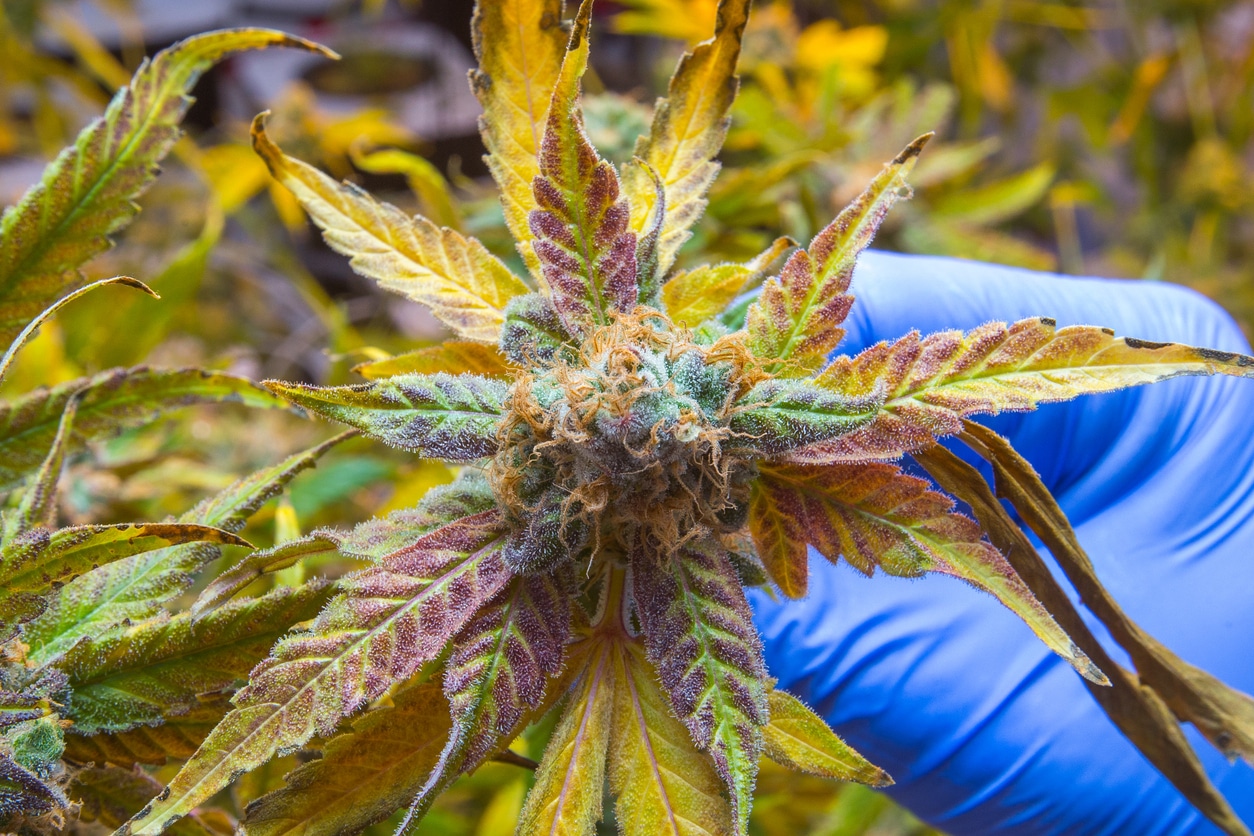 A closeup view of a cannabis plant being harvested to be used for health benefits in the medical marijuana industry.