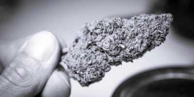 A Black And White Photo Of A Marijuana Bud, Signifying An Exploration Into The History Of Cannabis.