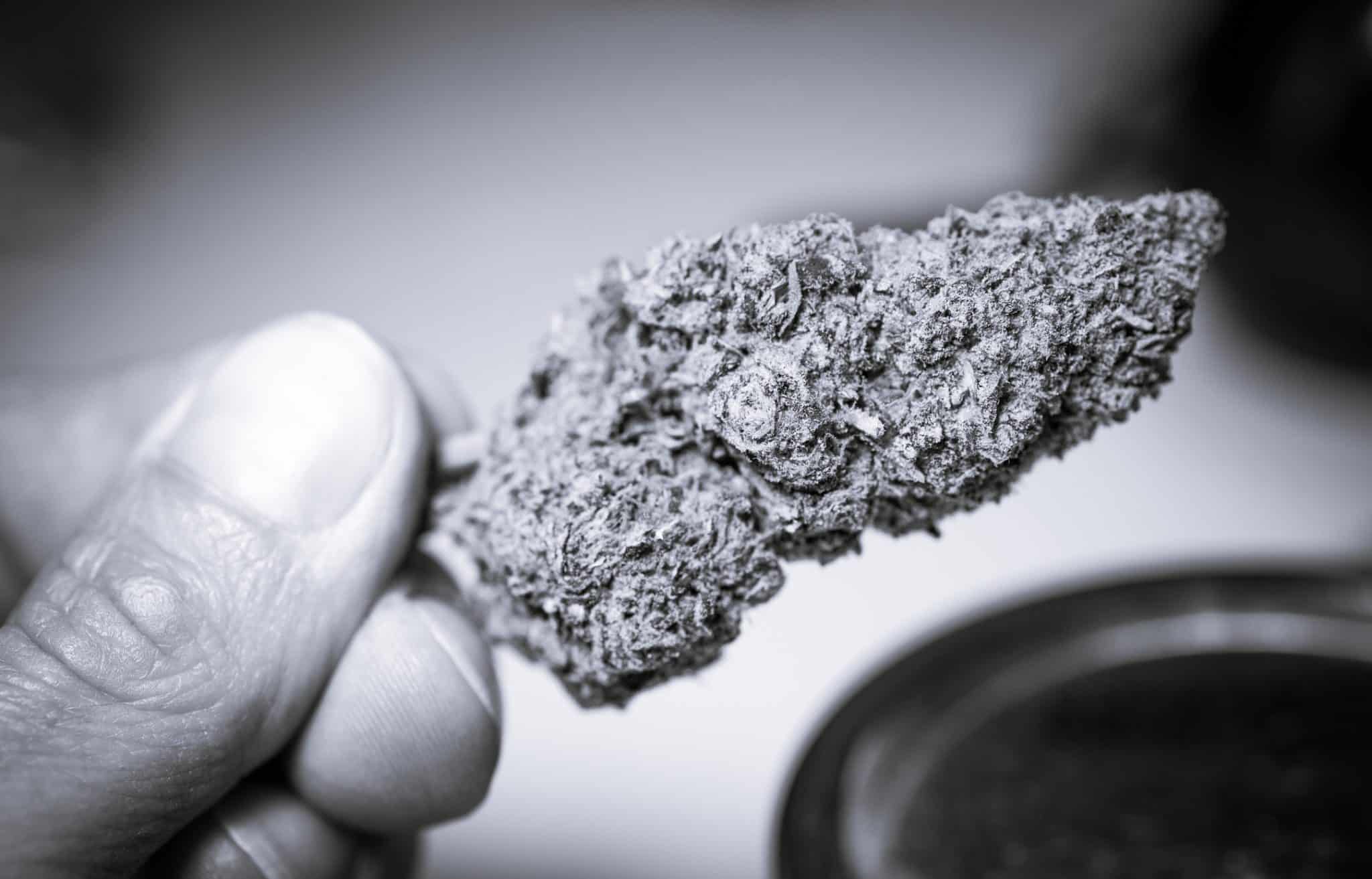 A black and white photo of a marijuana bud, signifying an exploration into the history of cannabis.