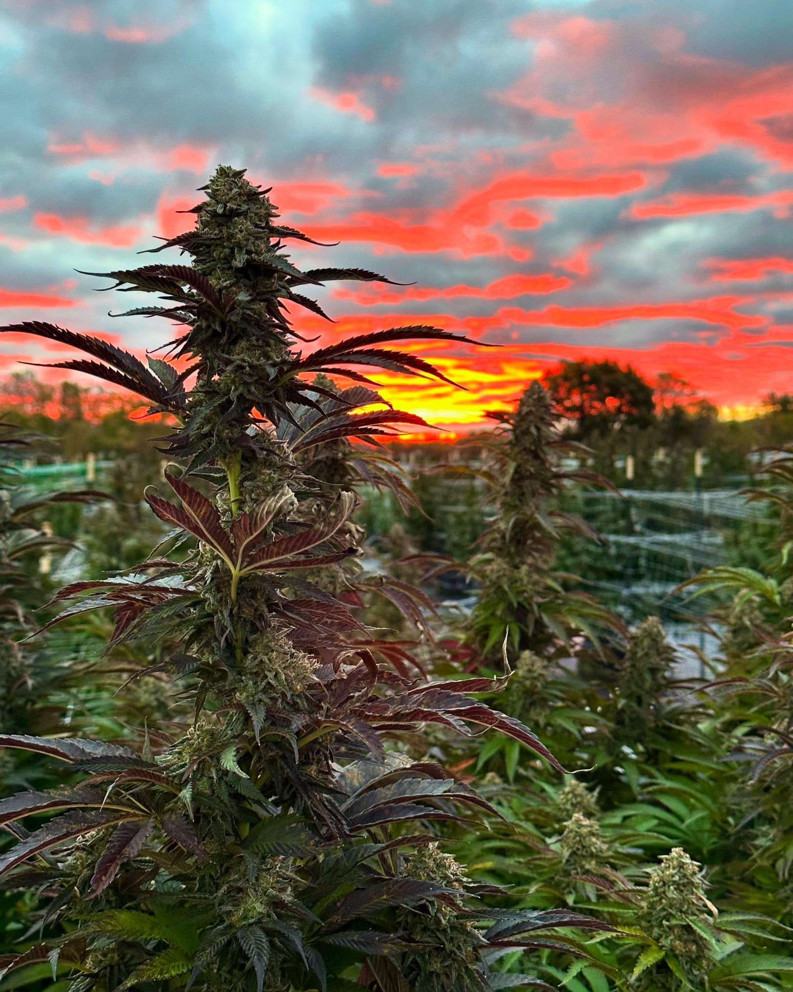 Grasshopper Farms Sunrise