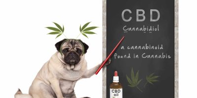A Pug Holding A Red Pointer To The Words CBD On A Blackboard.