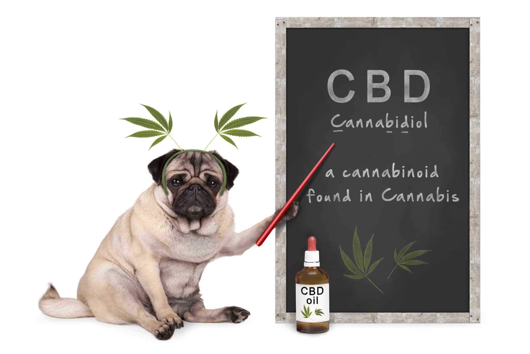 A pug holding a red pointer to the words CBD on a blackboard.
