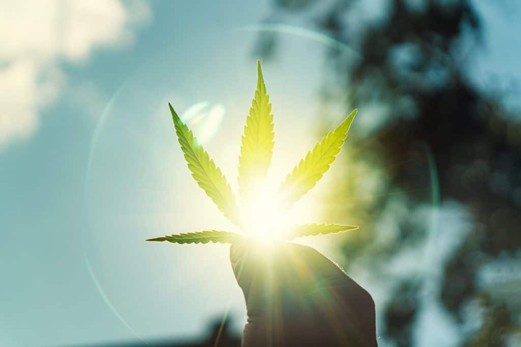 A cannabis leaf being held up to the sun.