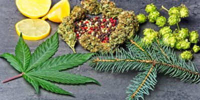 Cannabis Buds Surrounded By Lemons, Hops, & Pine Needles, Representing A Range Of Terpenes.