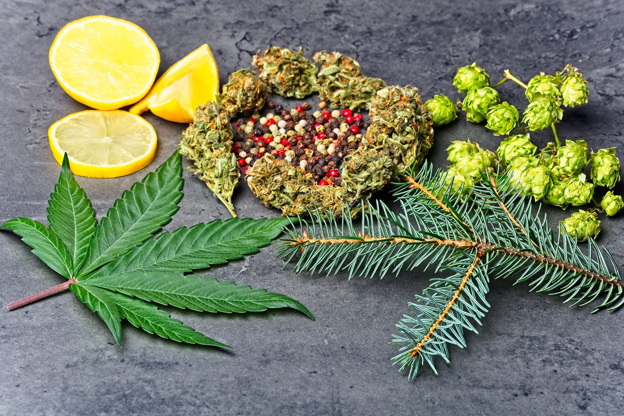 Cannabis buds surrounded by lemons, hops, & pine needles, representing a range of terpenes.