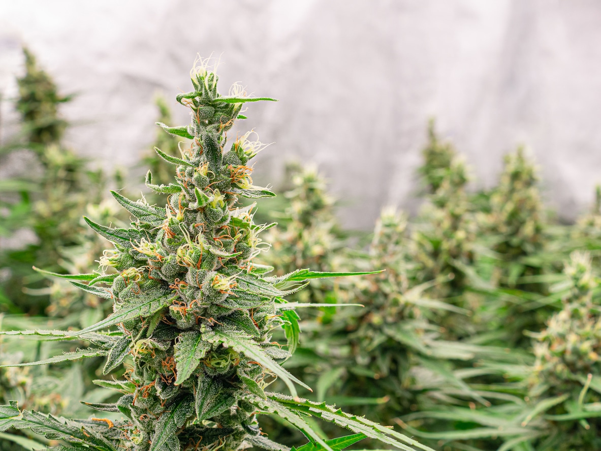 Bright green cannabis plants growing in Michigan.