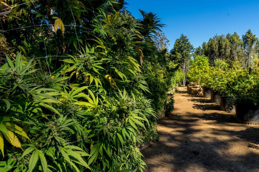 A large outdoor weed farm in Michigan, featuring sun-grown cannabis.