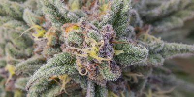 An Extreme Close-up Of A Premium-grade High Quality Cannabis Plant With Details Of Resin Drops.