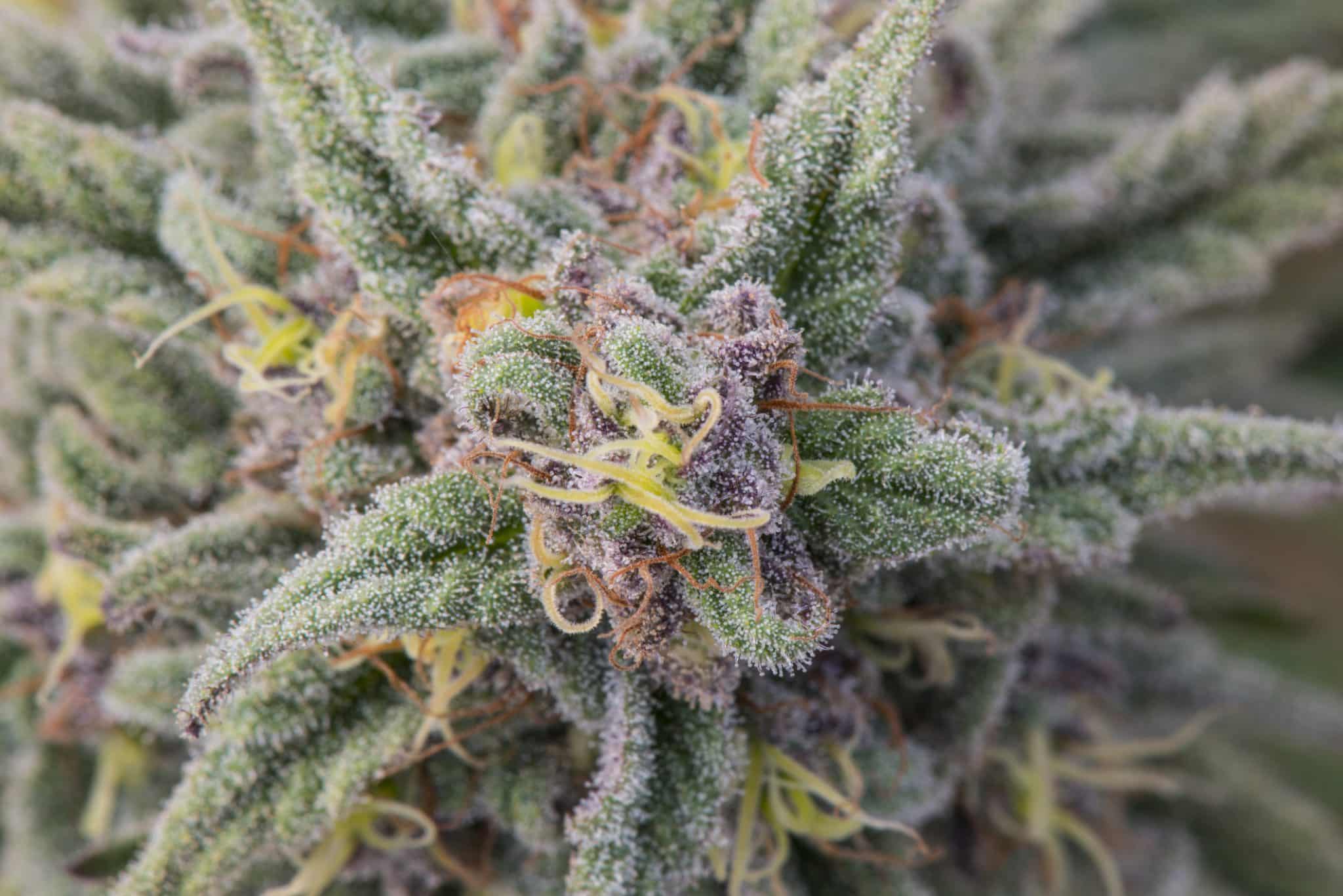 An extreme close-up of a premium-grade high quality cannabis plant with details of resin drops.