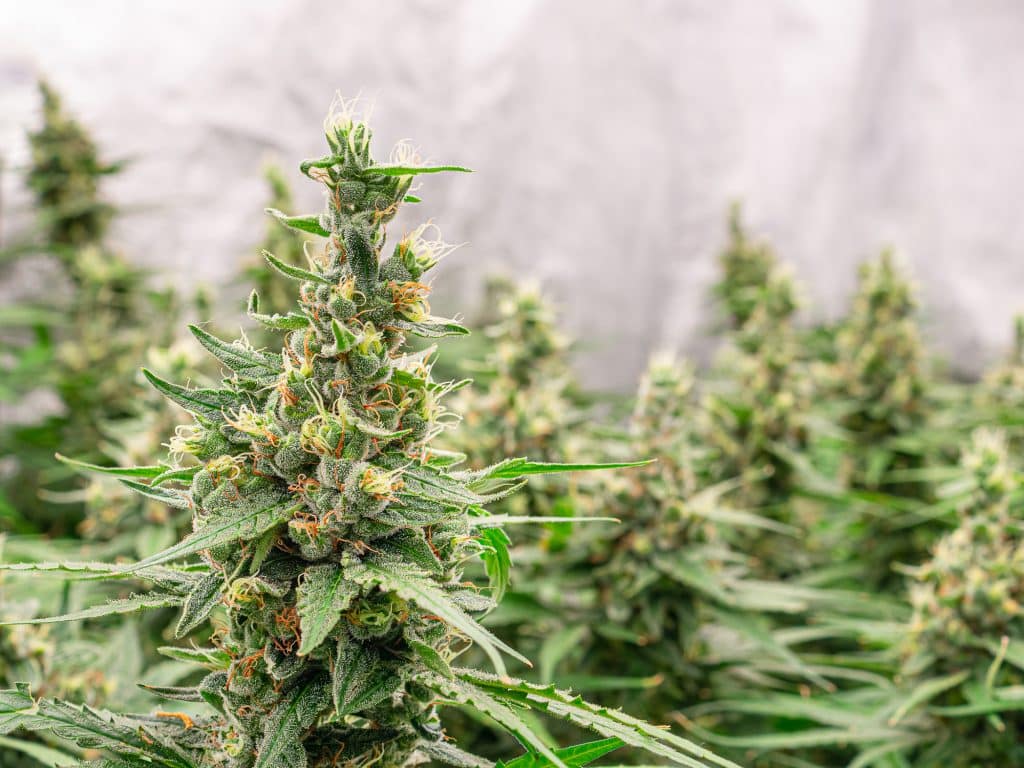 Premium cannabis plants ready for harvest in Michigan. 