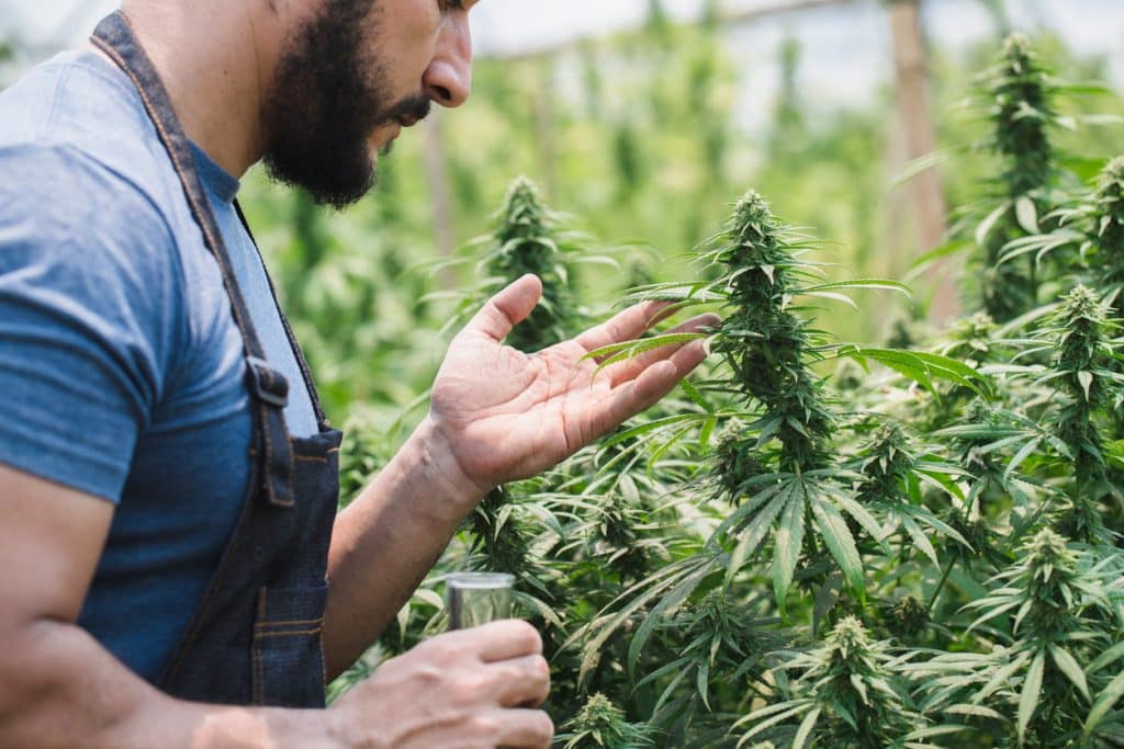 A farmer inspecting cannabis plants at an outdoor cannabis grow in Michigan. 