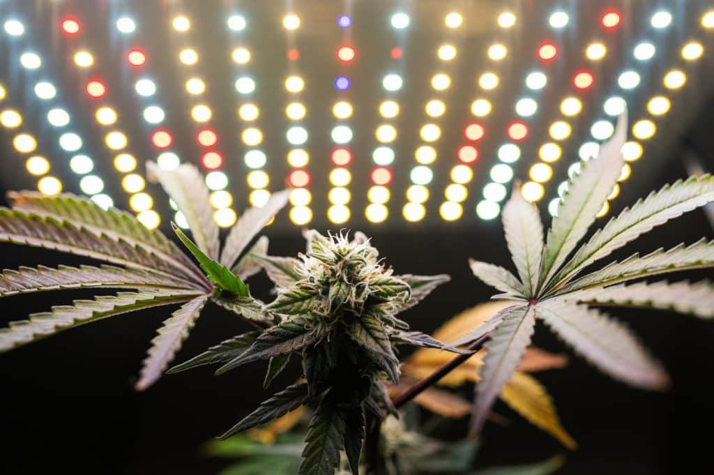 A cannabis plant growing indoors under LED lights in a Michigan home. 