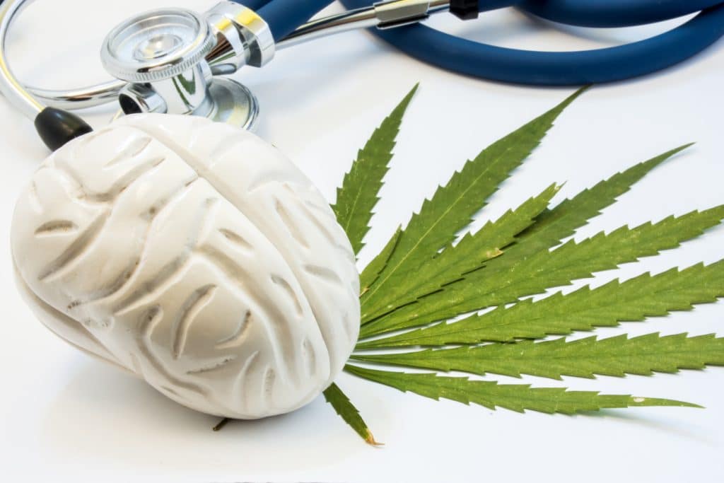 A plastic model of the brain next to a cannabis leaf, demonstrating the connection between marijuana and brain health. 