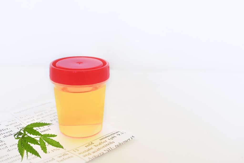 A plastic sample cup filled with urine next to a cannabis leaf.